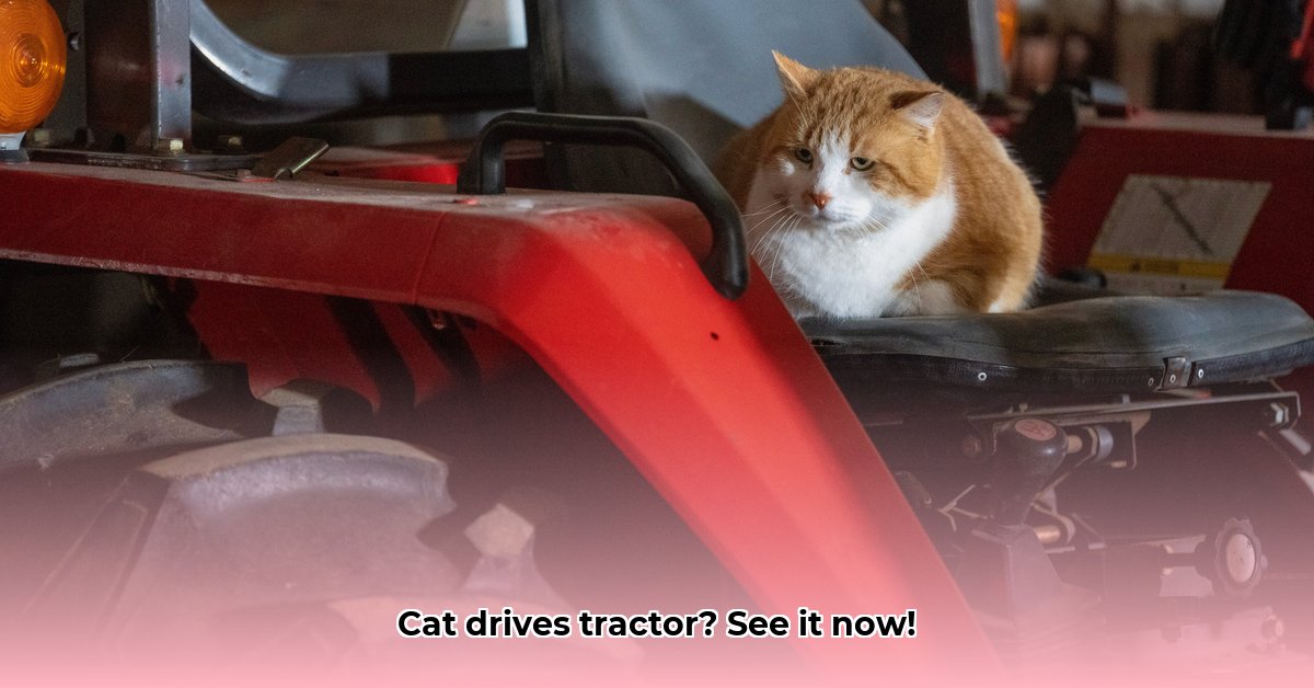 cat-driving-tractor